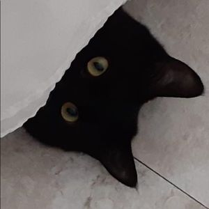 Meet your Posher, Susan